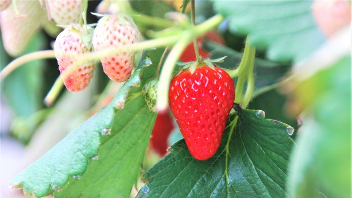  Do hydroponic strawberries taste good?