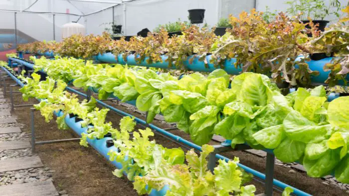  How do you harvest lettuce from aquaponics?