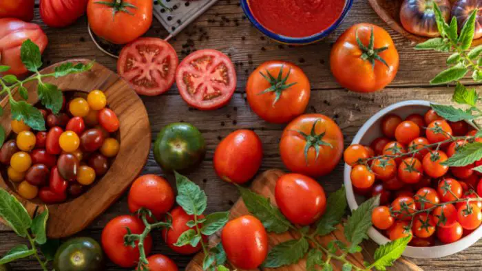  How long do aquaponic tomatoes grow?