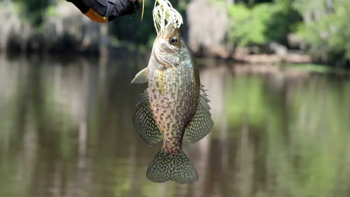 Is Crappie Good To Eat