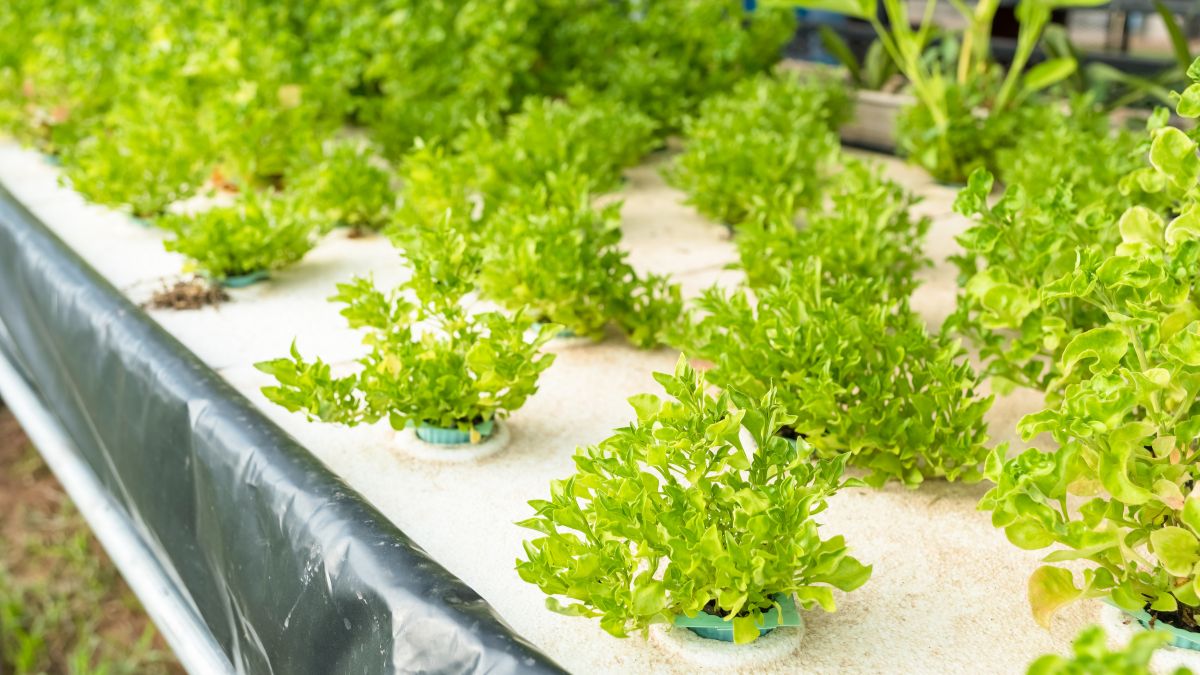 The Best Ph For Lettuce In Aquaponics