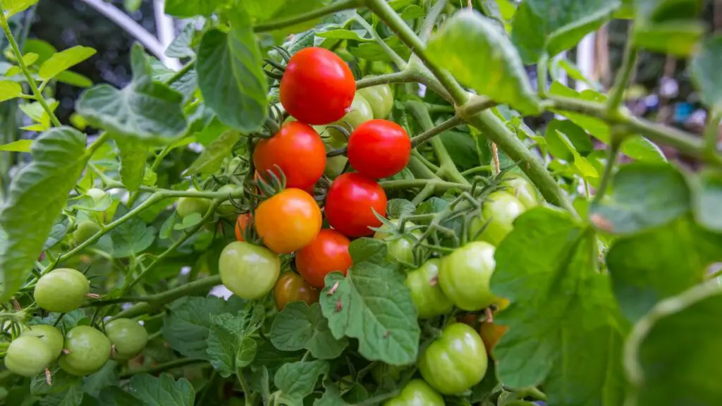 The Best Temperature To Grow Tomatoes In Aquaponics