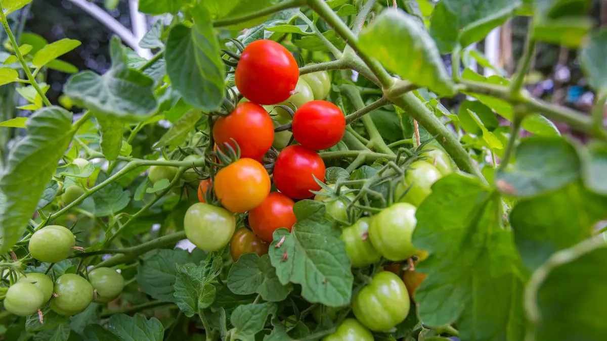 The Best Temperature To Grow Tomatoes In Aquaponics