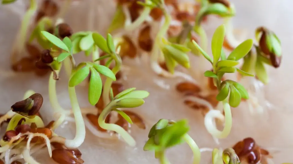 The Best Way To Germinate Seeds For Hydroponics