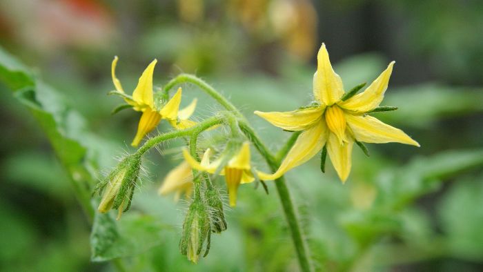  Tomato plants look healthy but without flowers