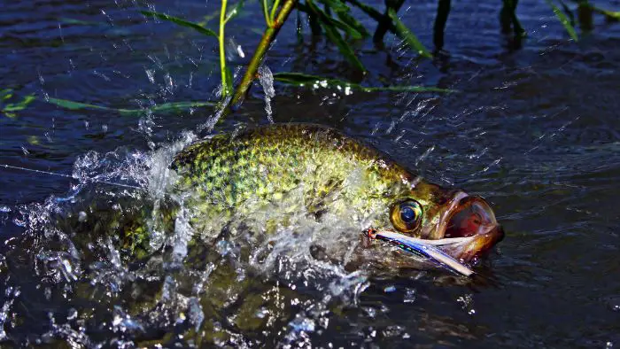  What is the average lifespan of crappie?