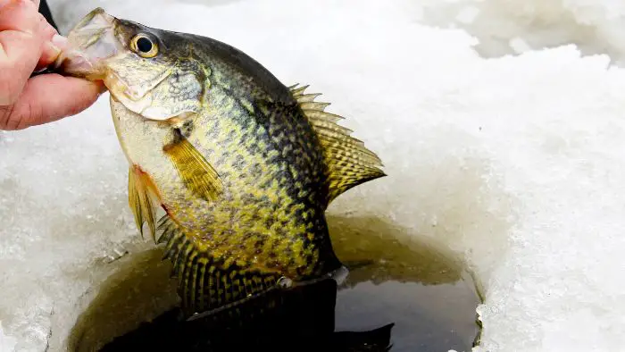  What size pond do I need for crappie? 