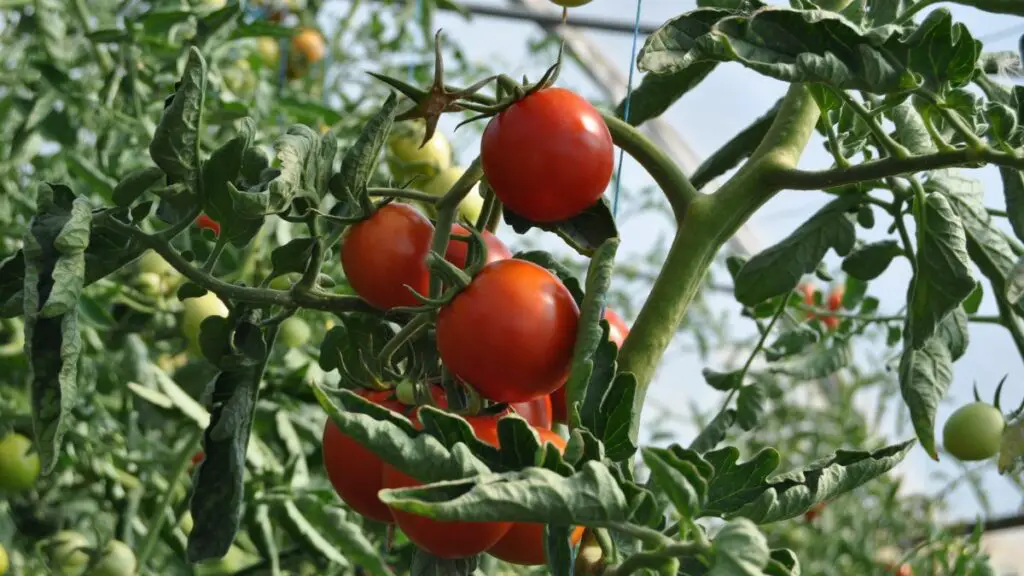 Why Are My Tomato Leaves Curling Up