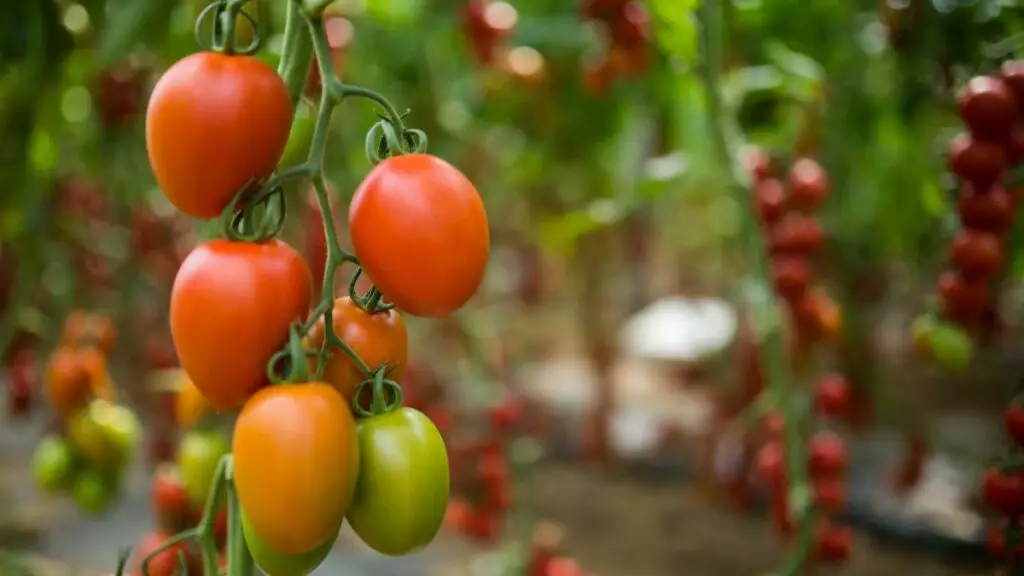 Why Are My Tomato Plants Not Flowering