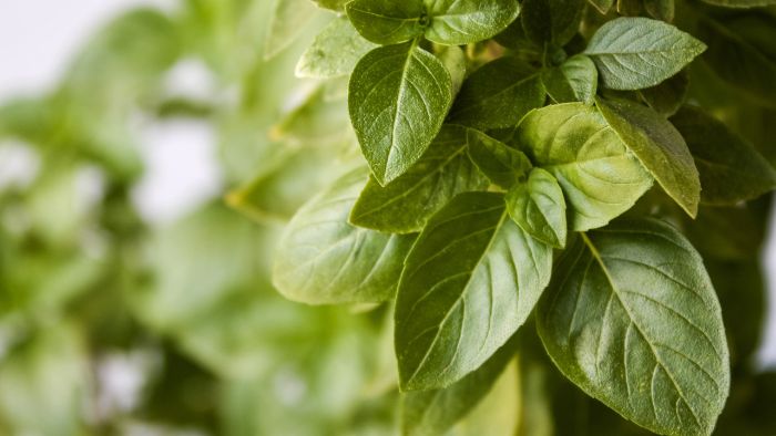  basil plant leaves turning yellow in aquaponics