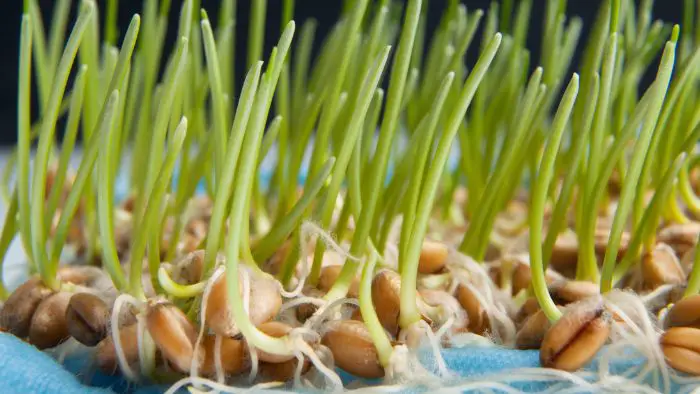  best way to germinate seeds for hydroponics