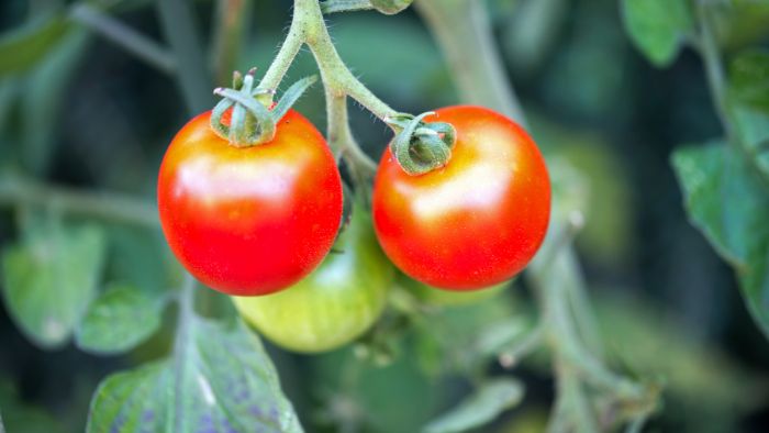  how do you treat leaf curl on tomato plants