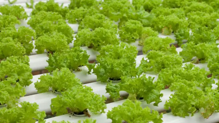  how to germinate seeds for hydroponics without Rockwool