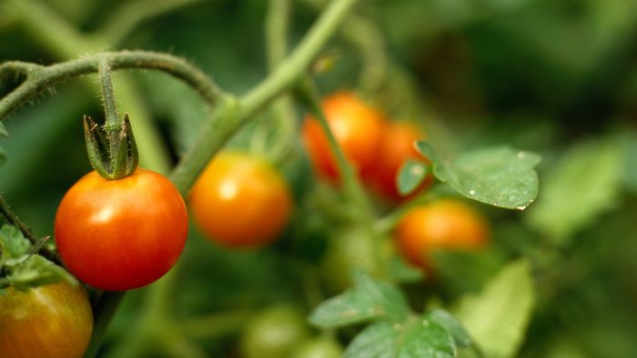 how to get tomato plants to flower
