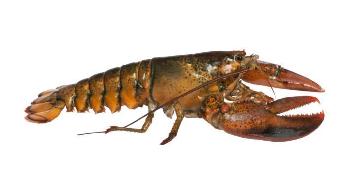  "can lobster live in freshwater