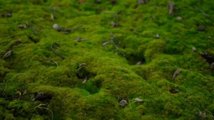 Aquatic mosses