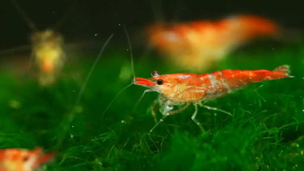 Best Plants For Cherry Shrimp