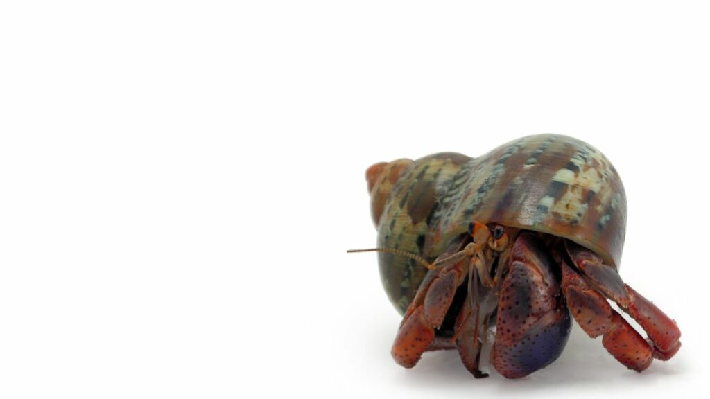 Best Substrate For Hermit Crabs