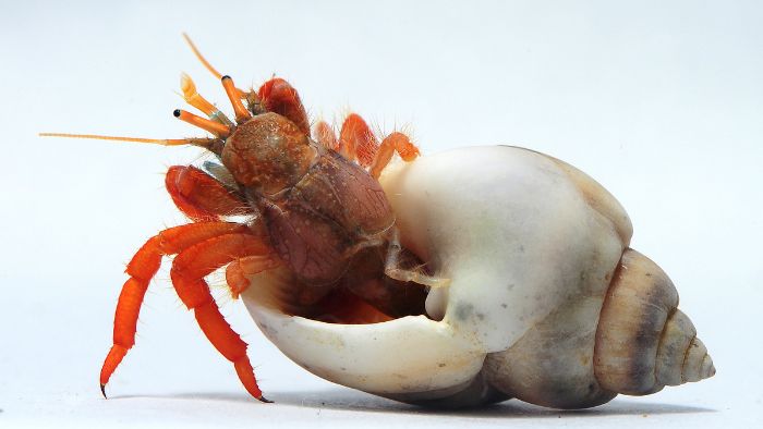  bedding for hermit crabs