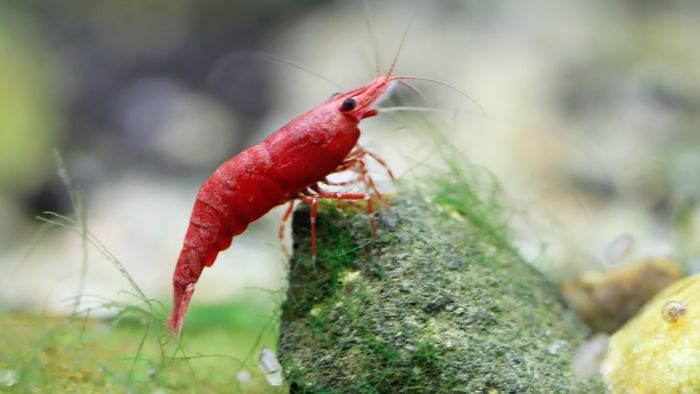  best substrate for cherry shrimp