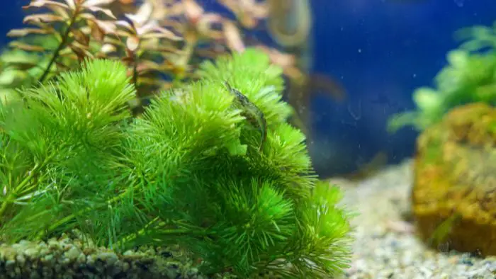  cherry shrimp temperature tolerance