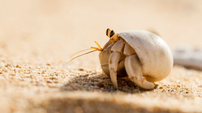  do hermit crabs like sand