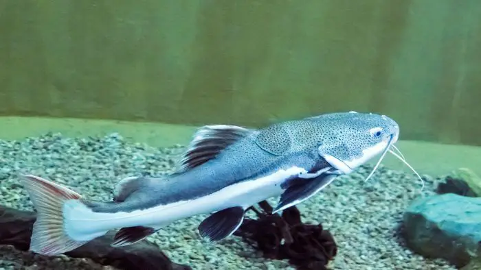  how big do red tail catfish get in captivity