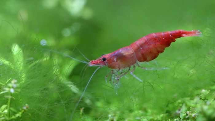  how many red cherry shrimp per gallon