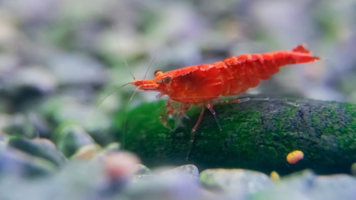  ph level for cherry shrimp
