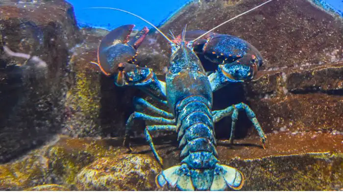  raising freshwater lobster
